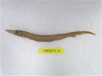藏品(日本光鱗魚)的圖片